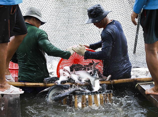 Tra fish being harvested in the Mekong Delta Province of An Giang