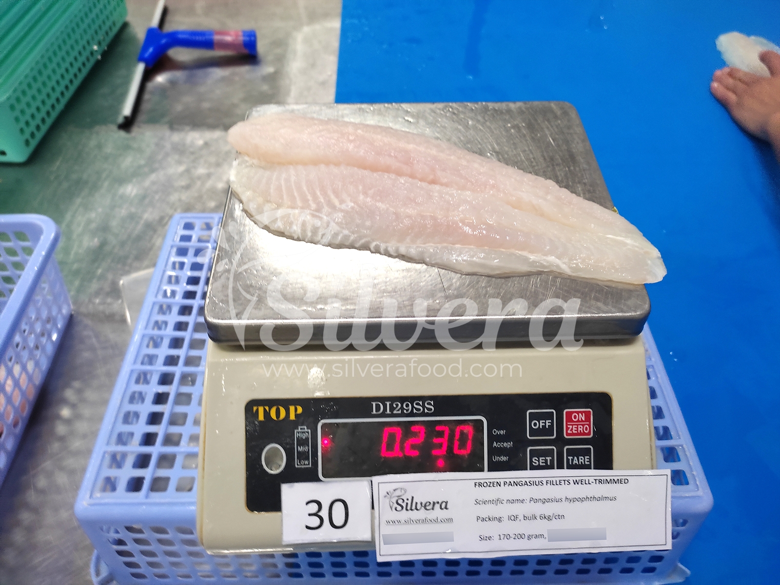 Thawed pangasius fillet