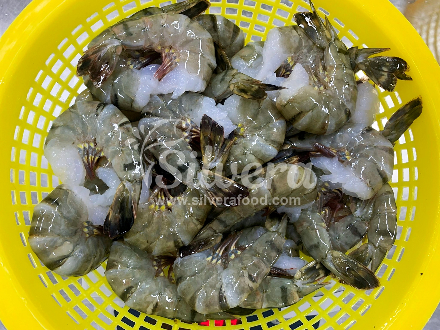 HLSO black tiger shrimp