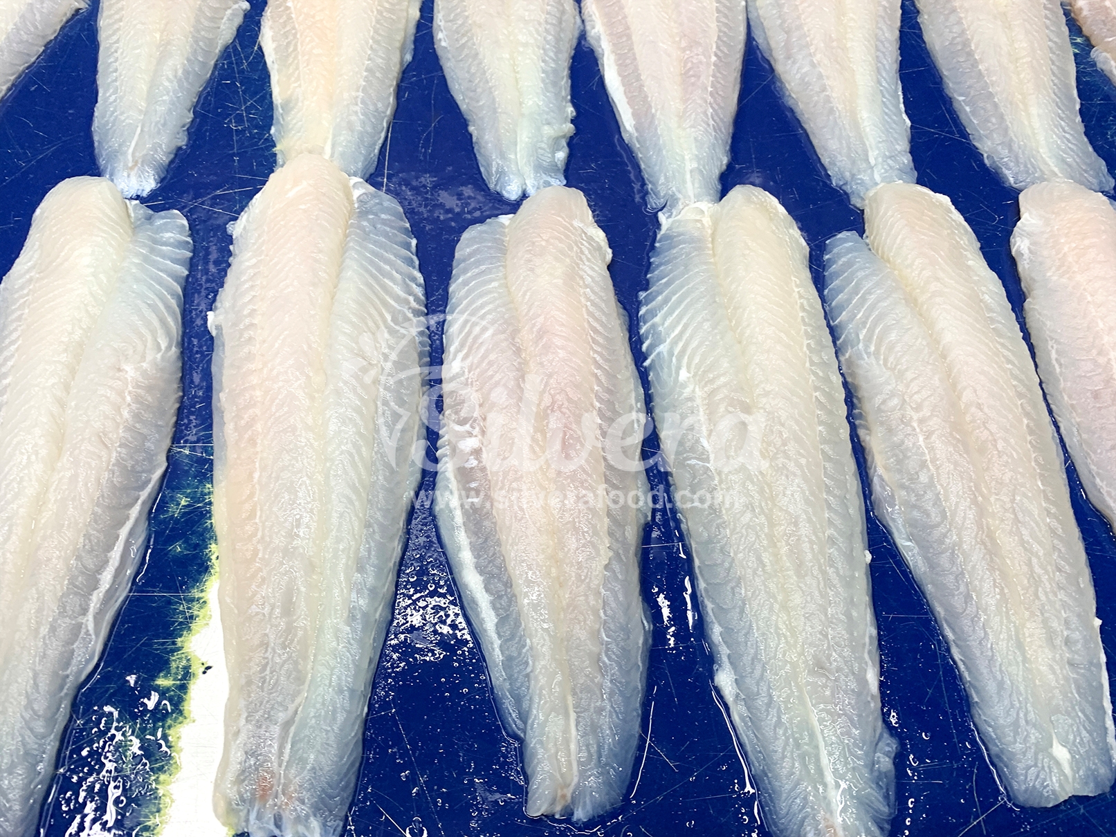 Thawed sutchi fillets