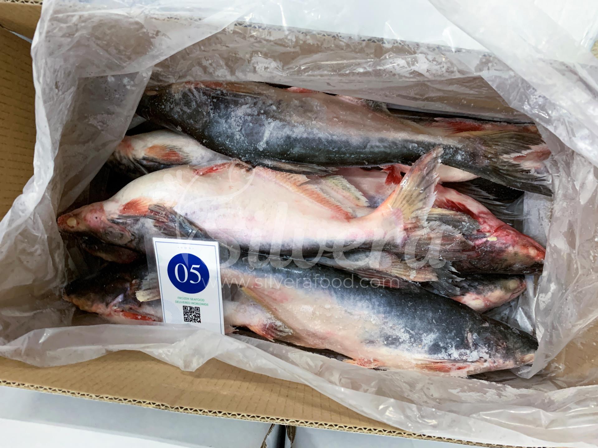 Master carton of pangasius whole round