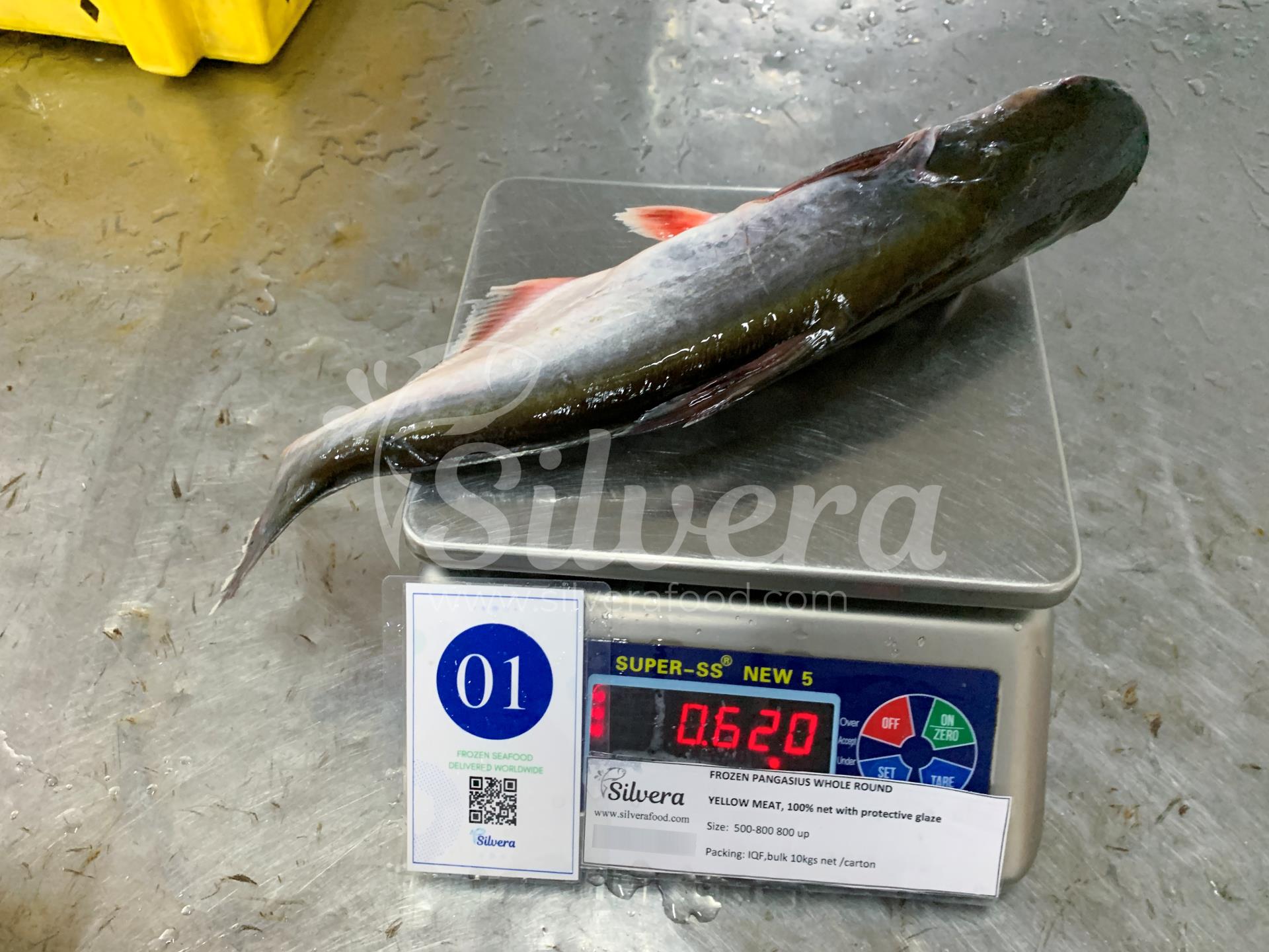 Pangasius whole round size 500-800g