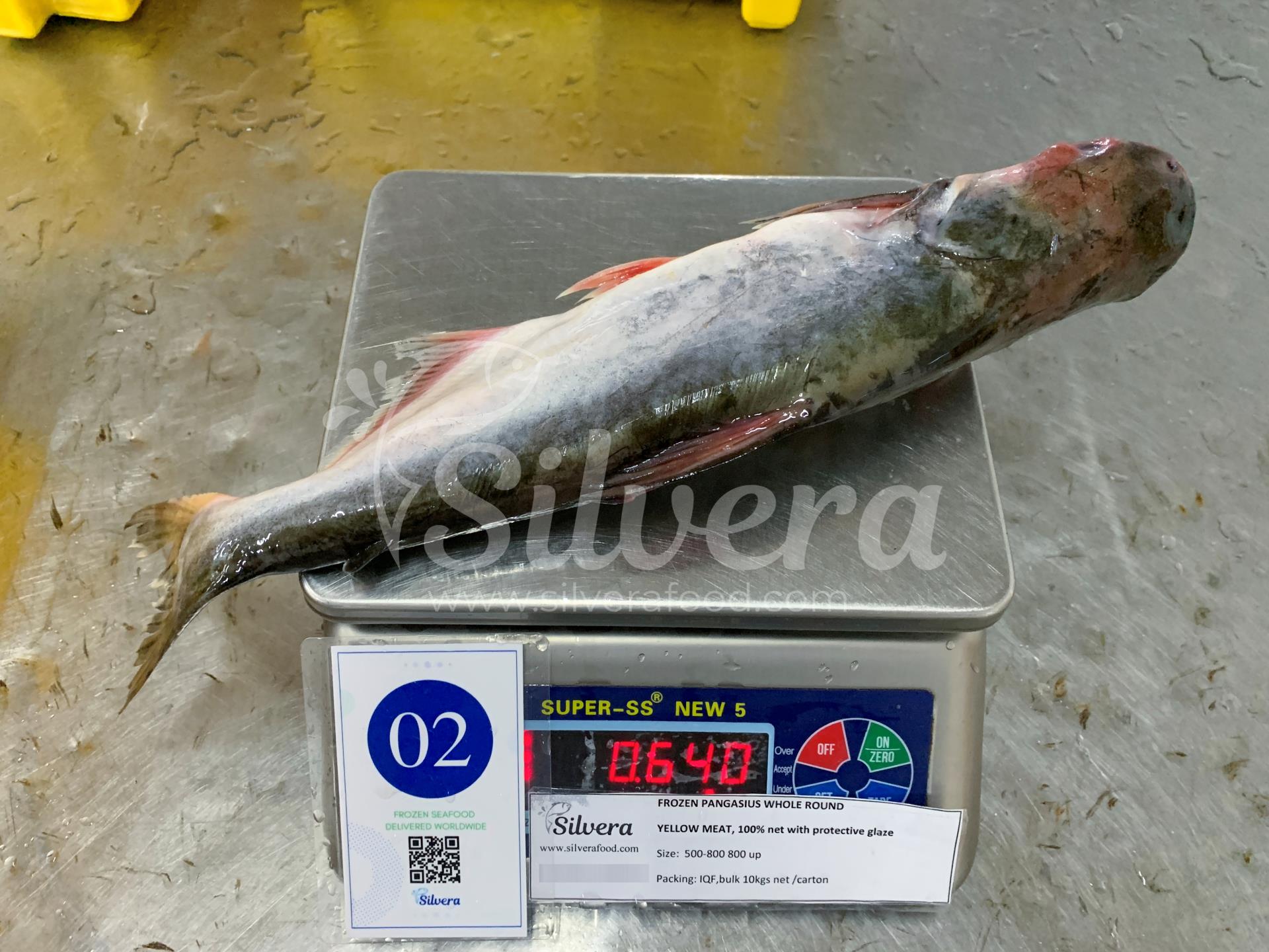 Pangasius whole round size 500-800g