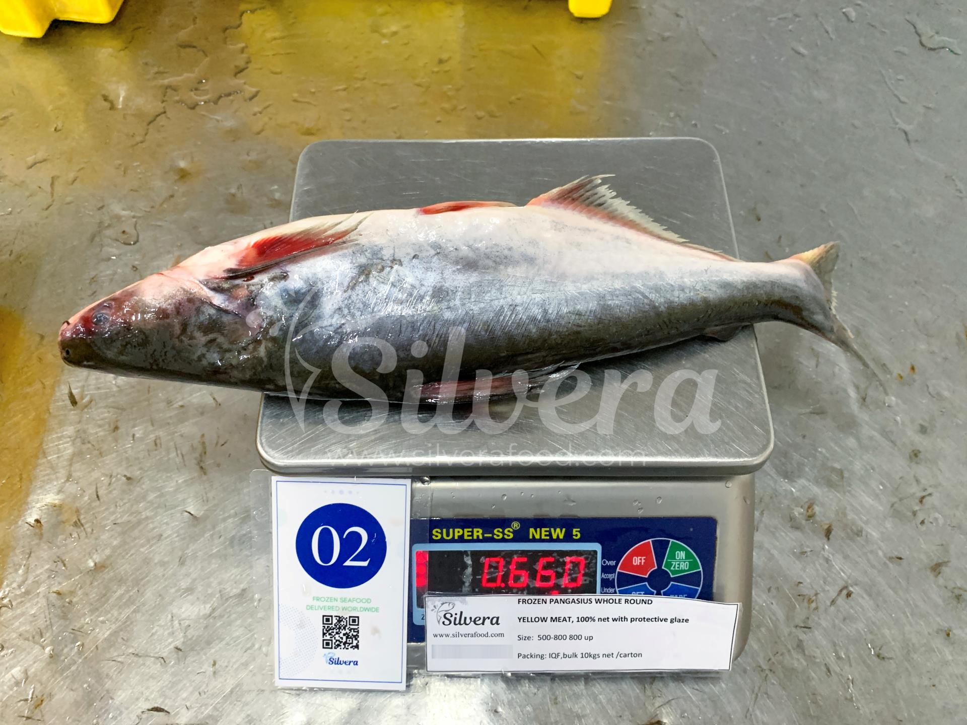 Pangasius whole round size 500-800g