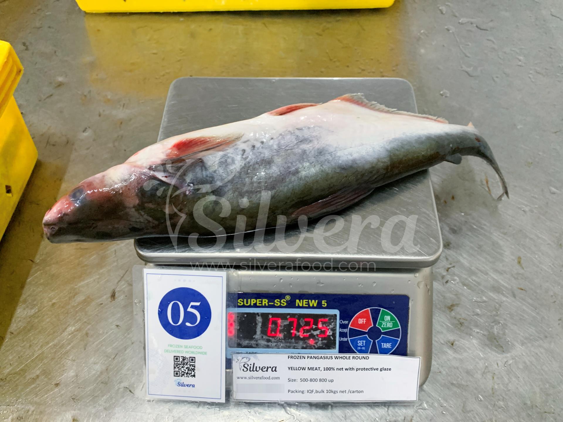 Pangasius whole round size 500-800g