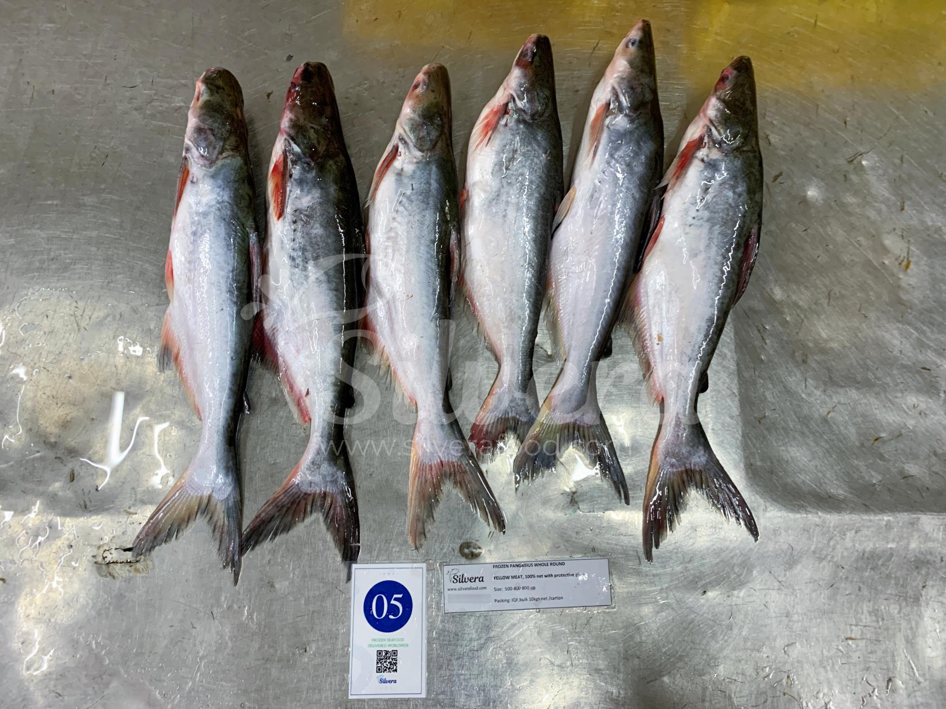 Defrosted pangasius whole round