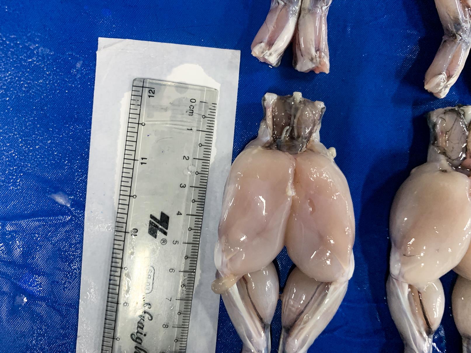 Defrosted frog legs