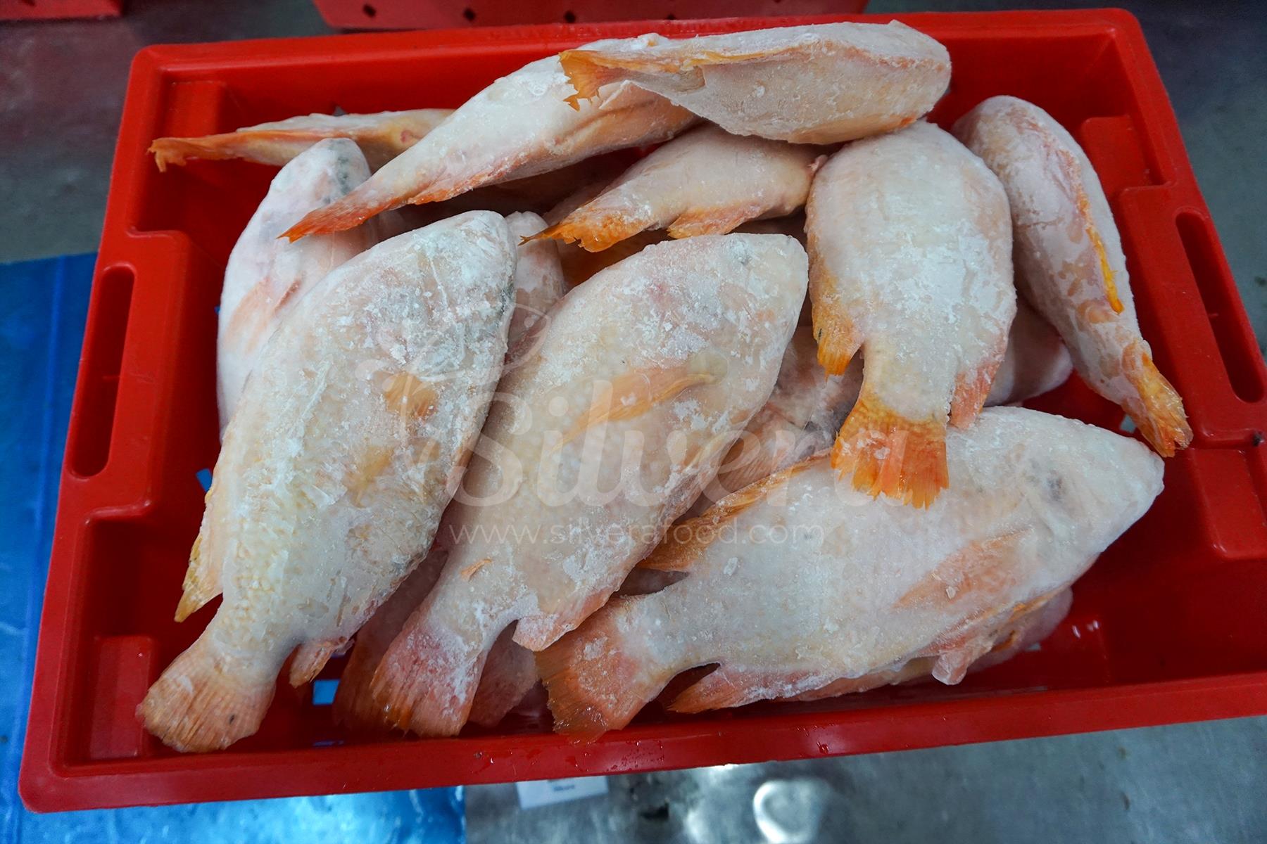 Frozen red tilapia whole gutted