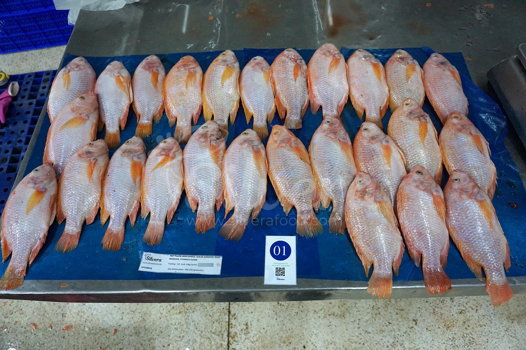 Thawed red tilapia whole gutted 