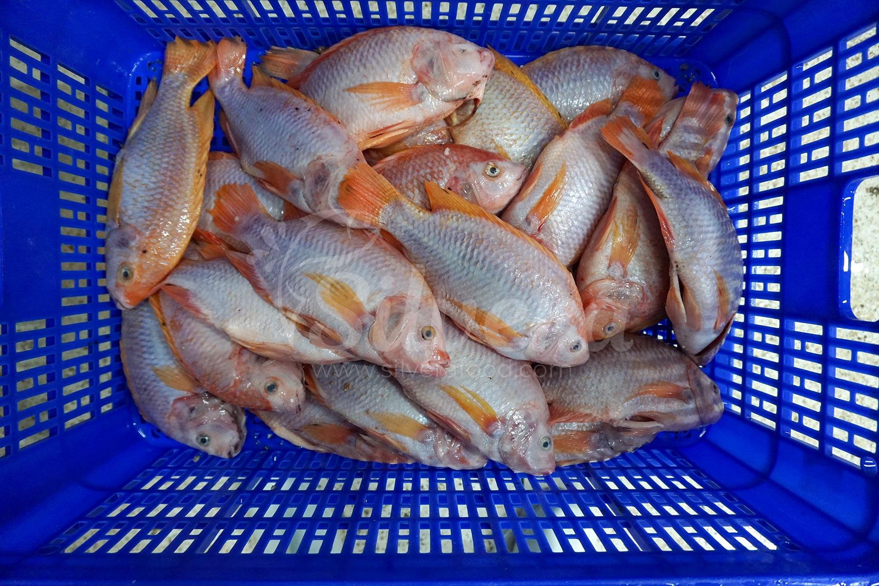 Thawed red tilapia whole gutted 