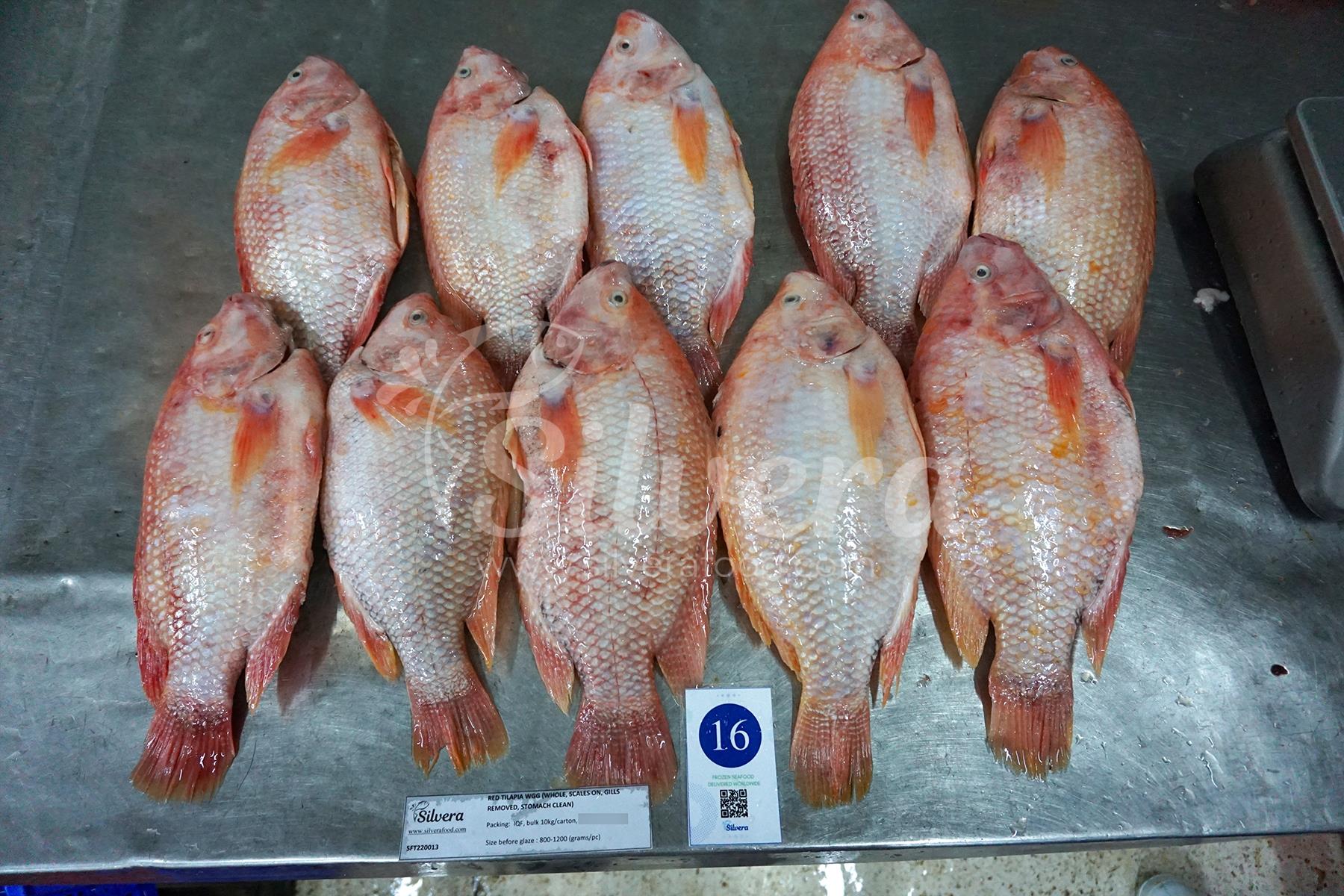 Thawed red tilapia whole gutted 