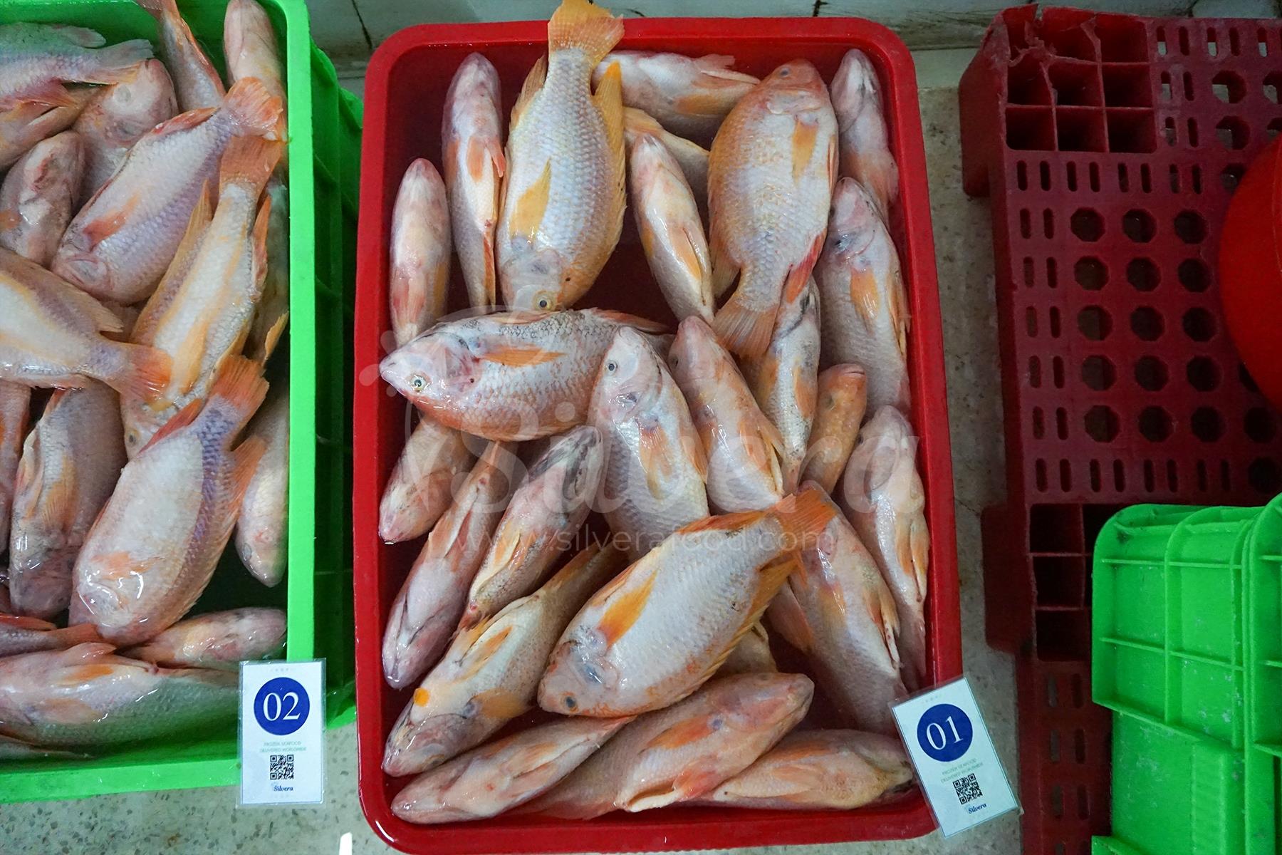 Thawing red tilapia whole gutted in water