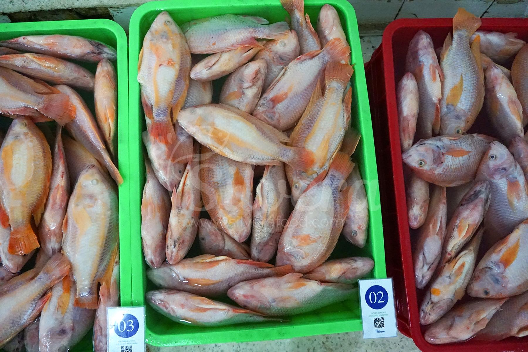 Thawing red tilapia whole gutted in water