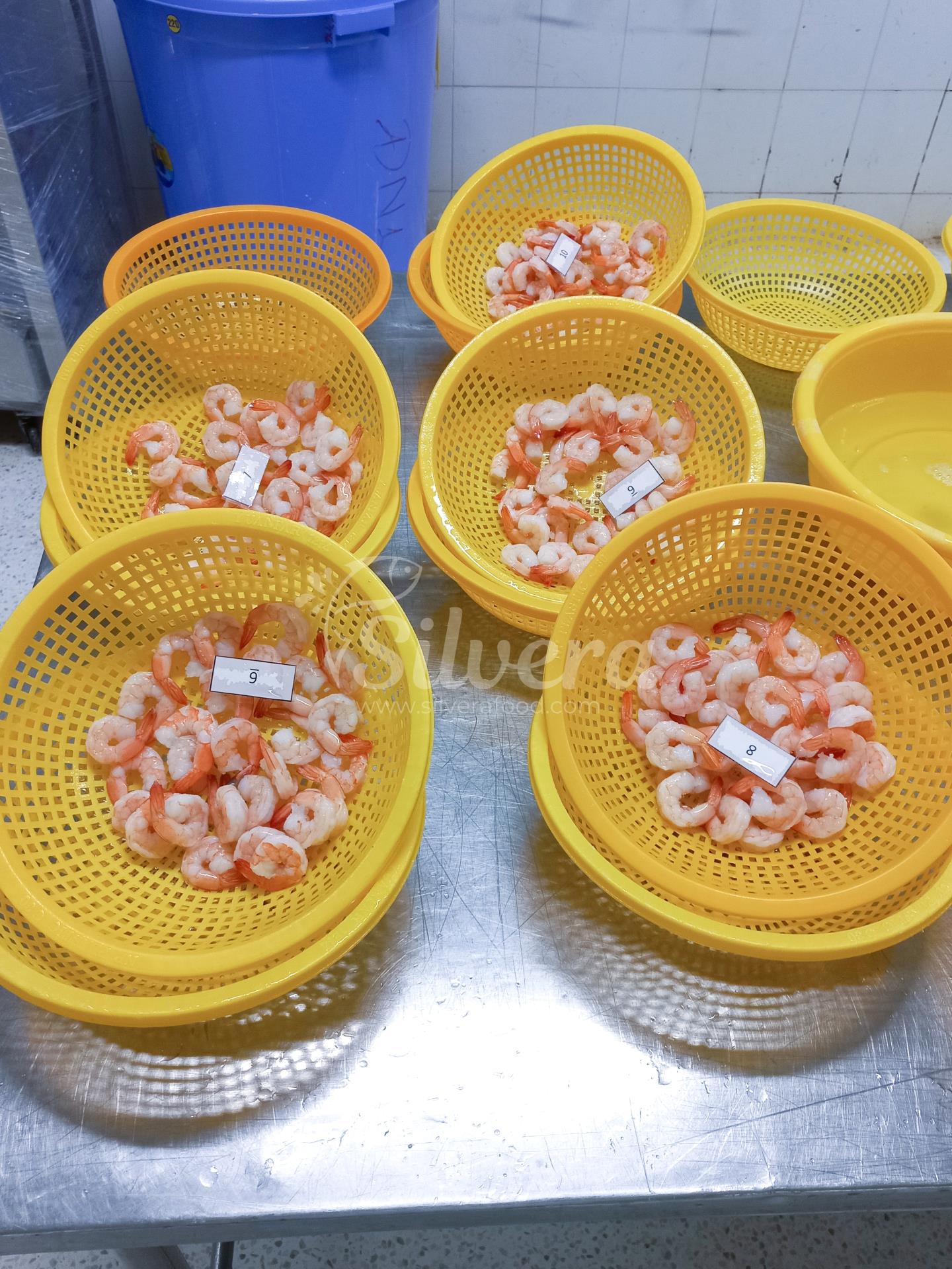 Thawing and draining of CPDTO vannamei shrimp