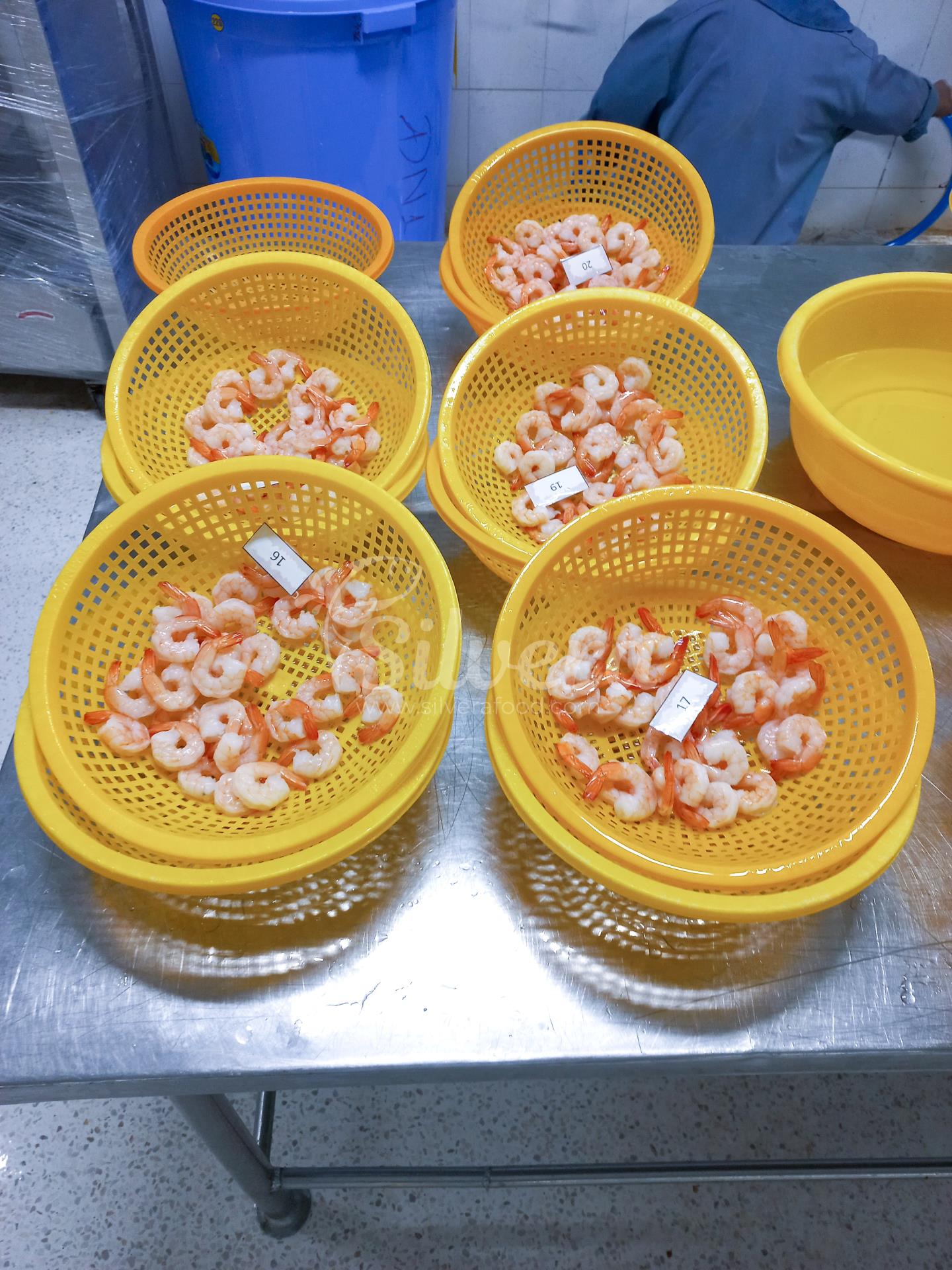 Thawing and draining of CPDTO vannamei shrimp