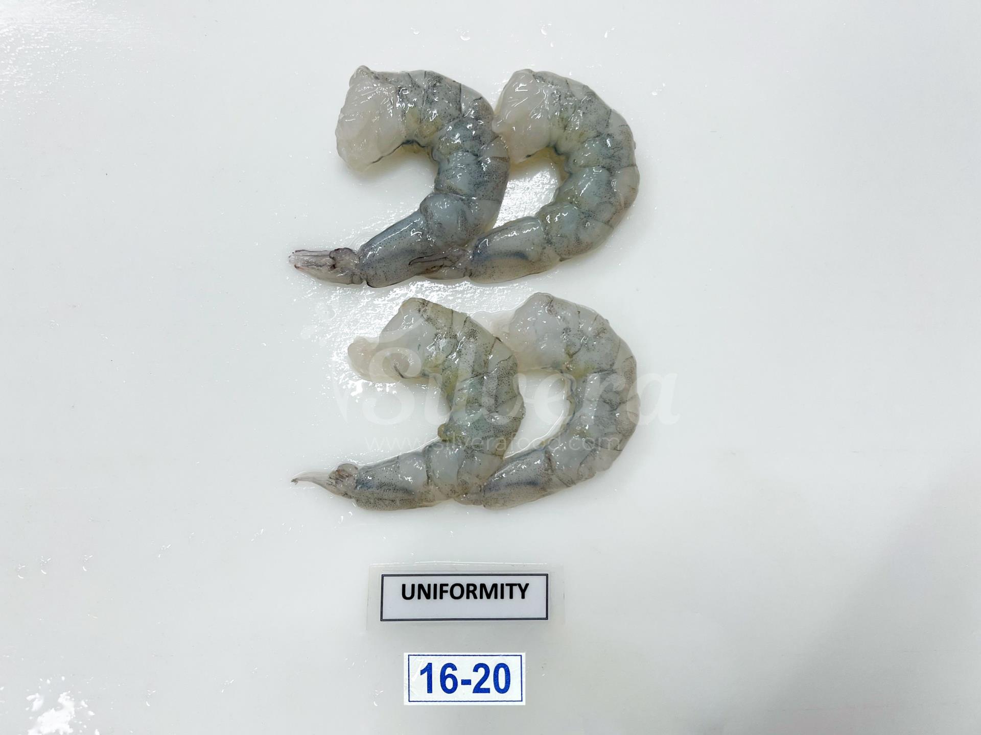 ASC vannamei shrimp meat defrosted