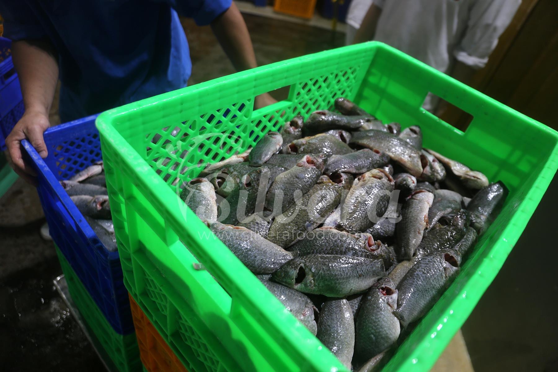 Fresh whole cleaned black tilapia 