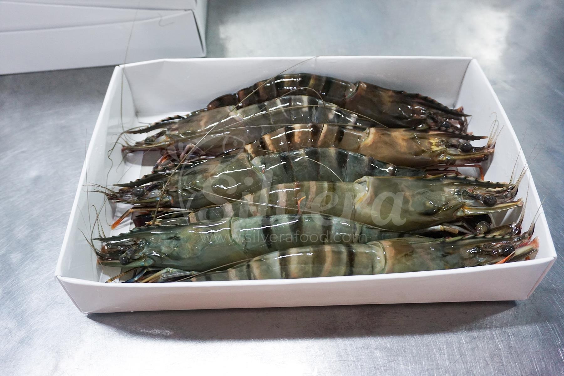 Fresh black tiger shrimp arranged into a box 