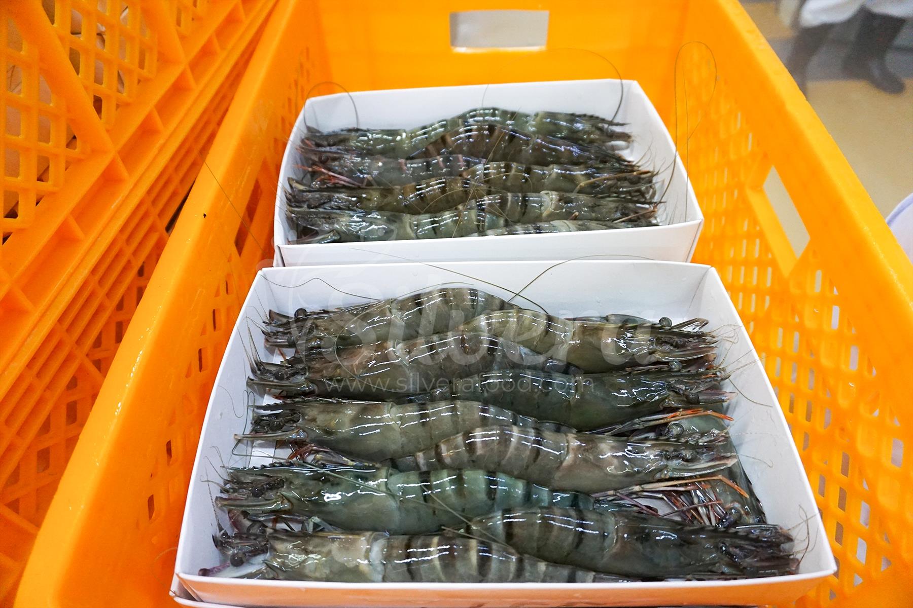 Fresh black tiger shrimp arranged into boxes