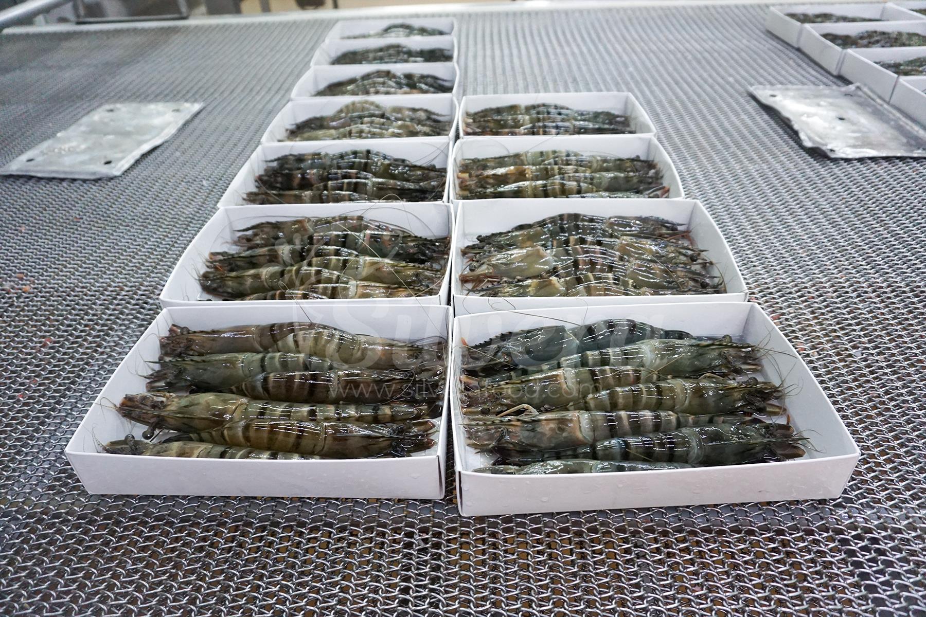 Fresh black tiger shrimp arranged into boxes