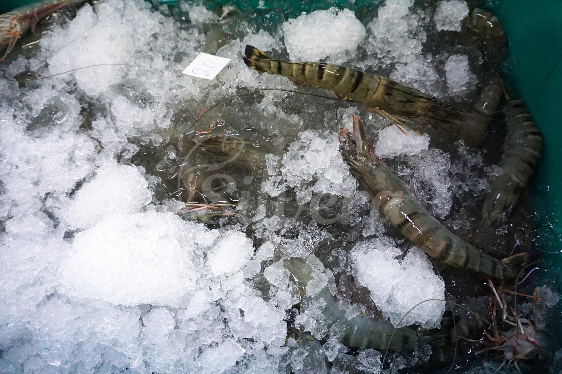 Raw fresh black tiger shrimp