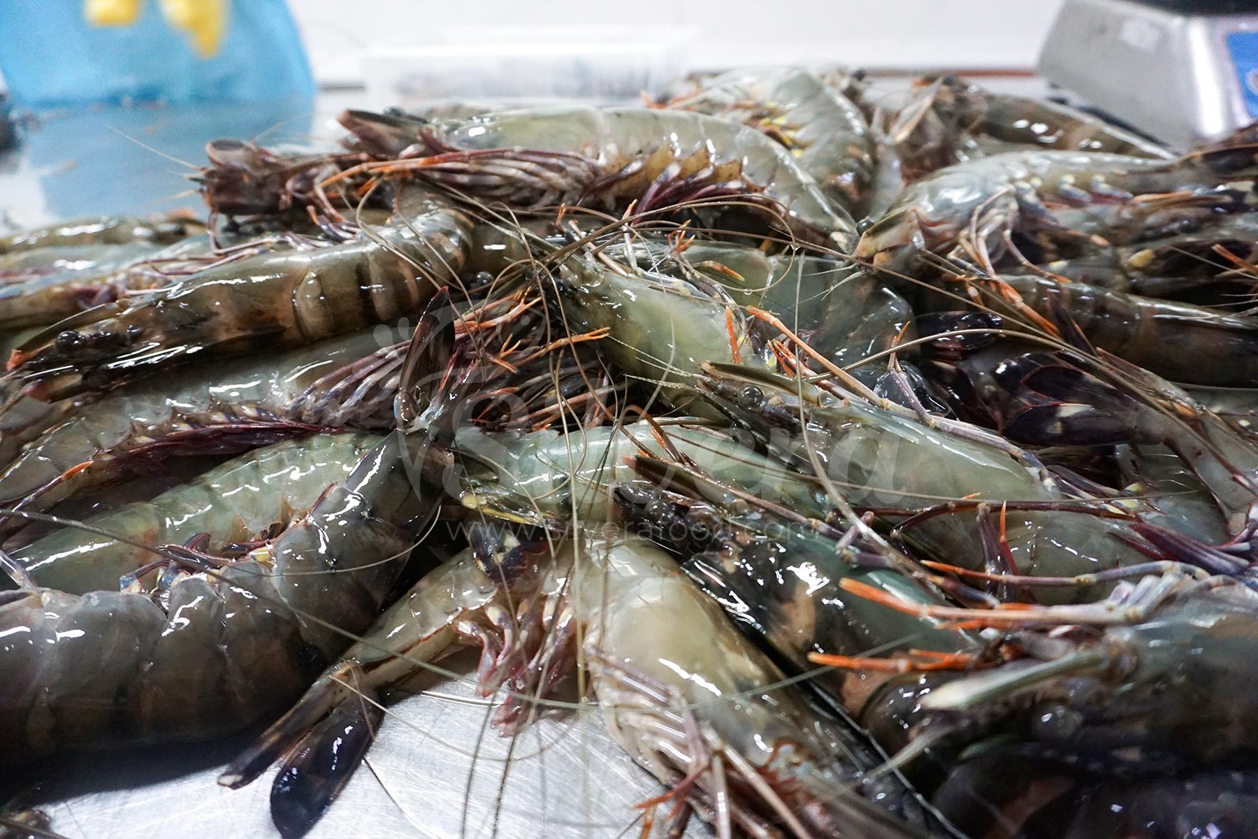 Raw fresh black tiger shrimp