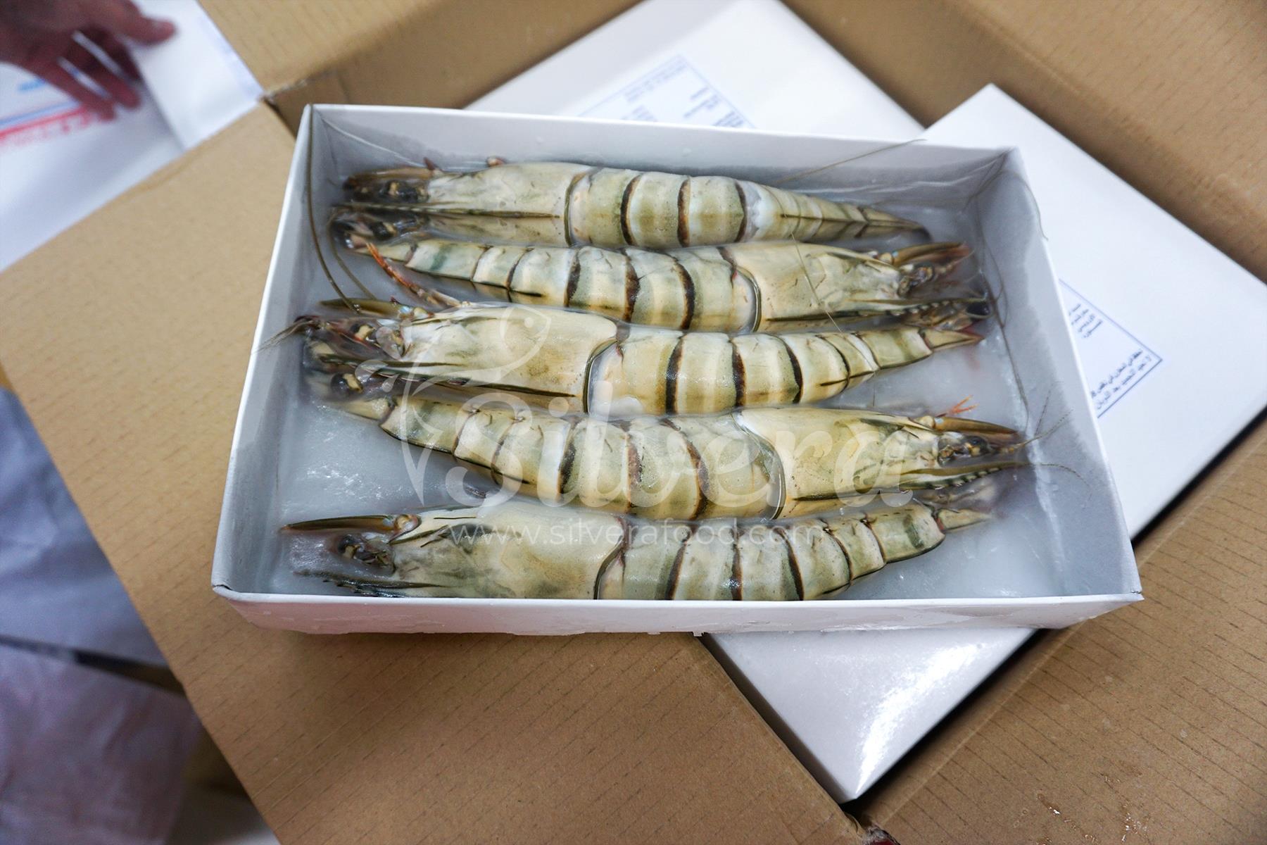 Frozen black tiger shrimp HOSO