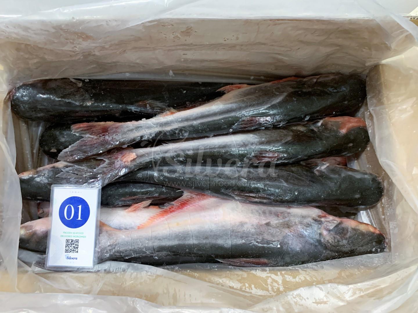 Frozen whole round pangasius fish