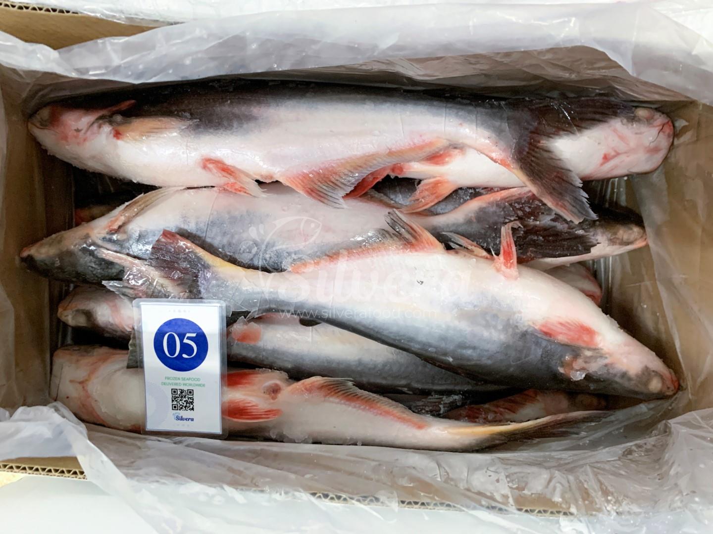 Frozen whole round pangasius fish