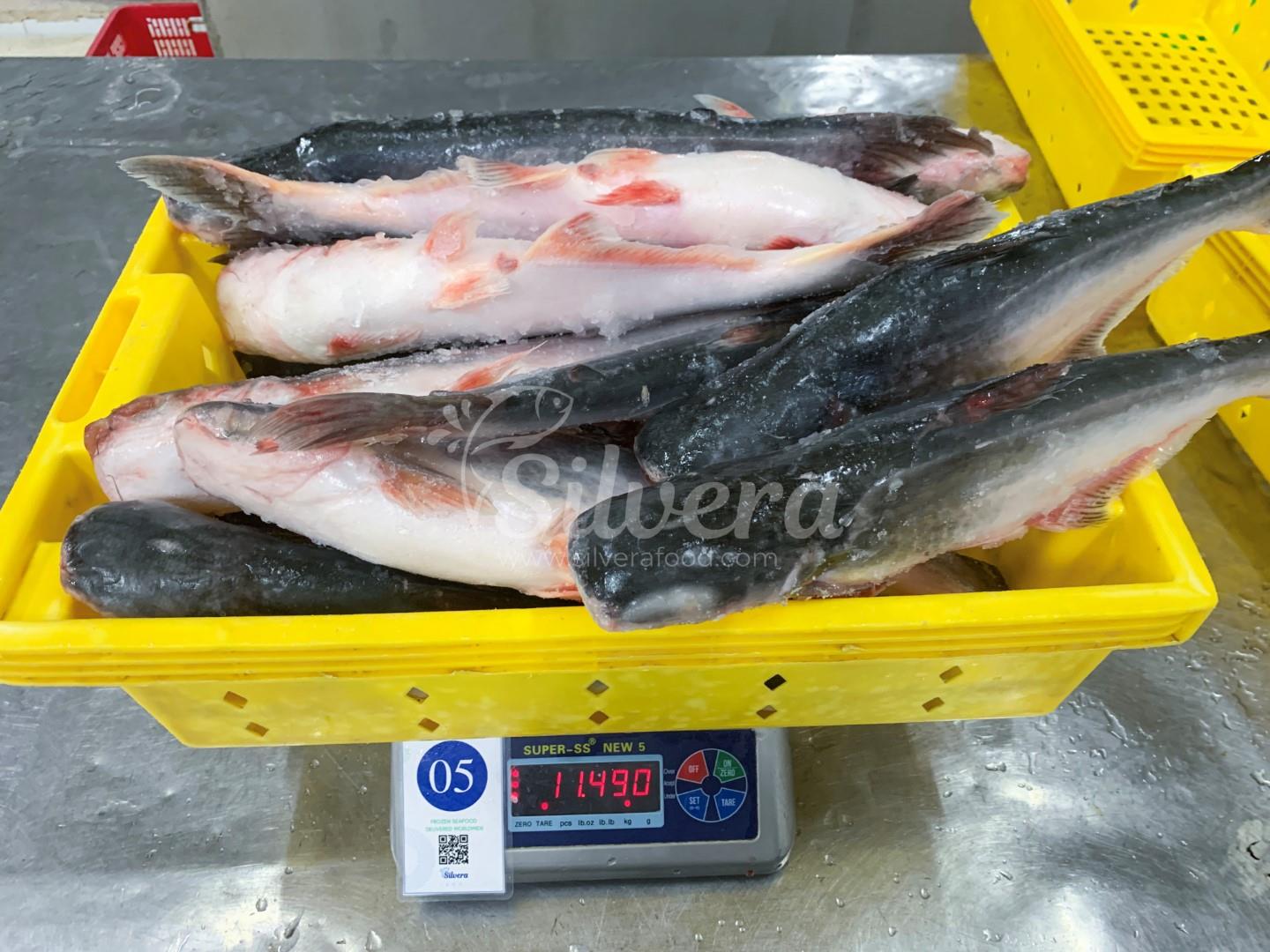 Frozen whole round pangasius fish