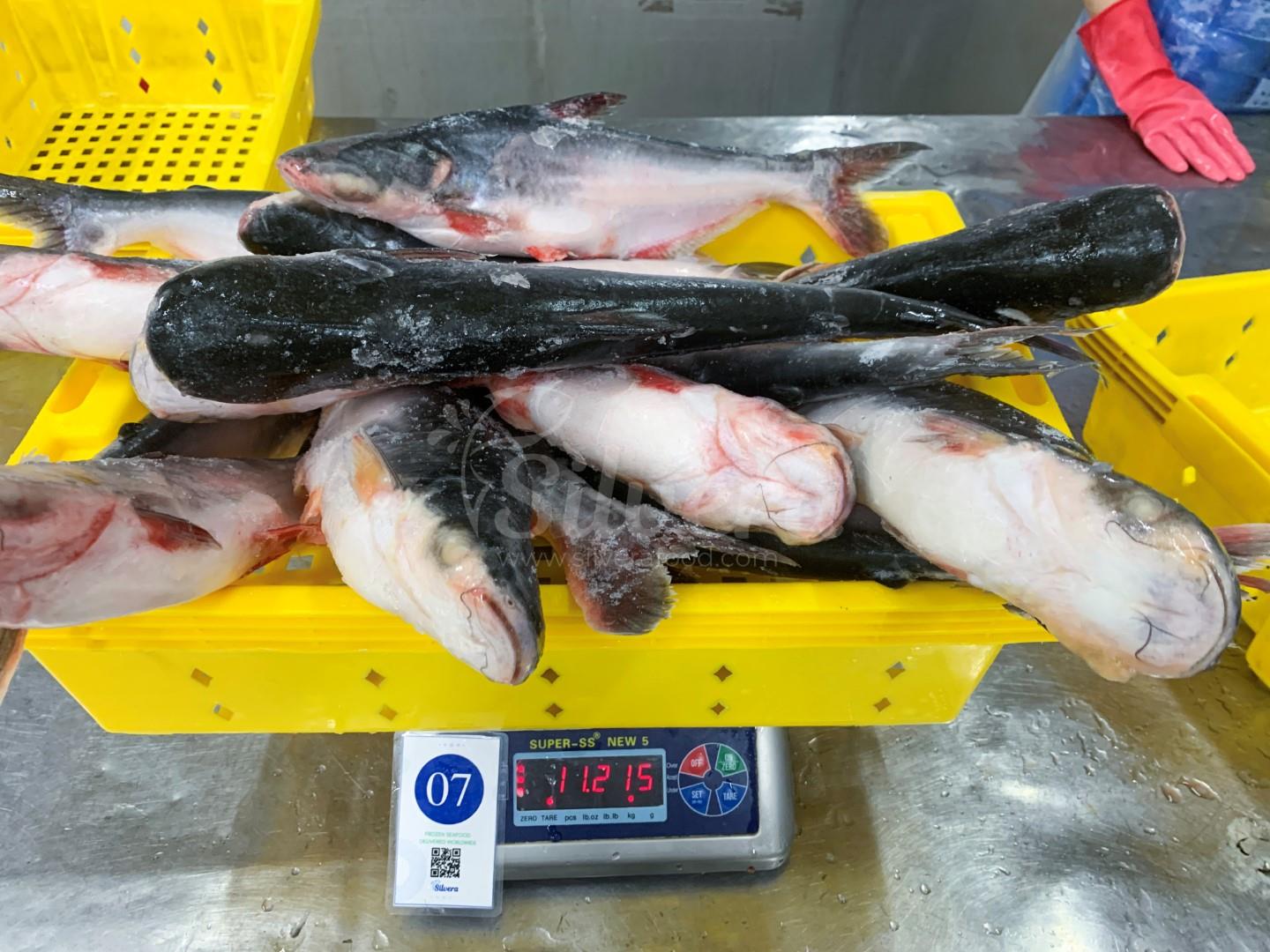 Frozen whole round pangasius fish