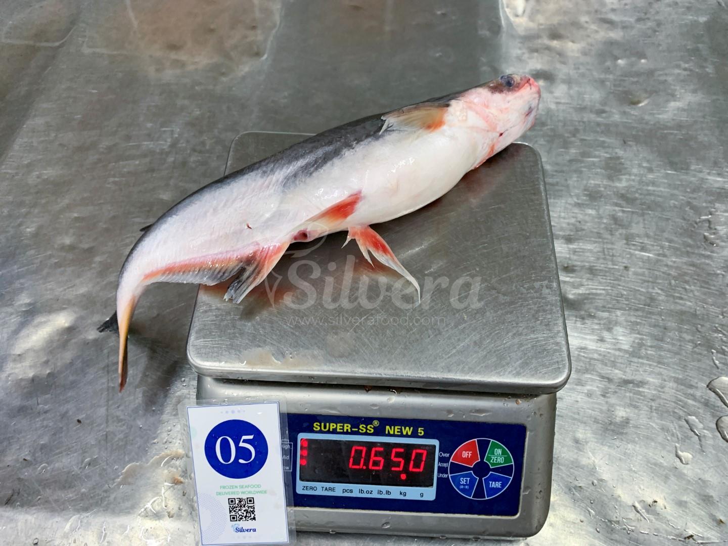 Whole round pangasius size 500-800 g/ pc