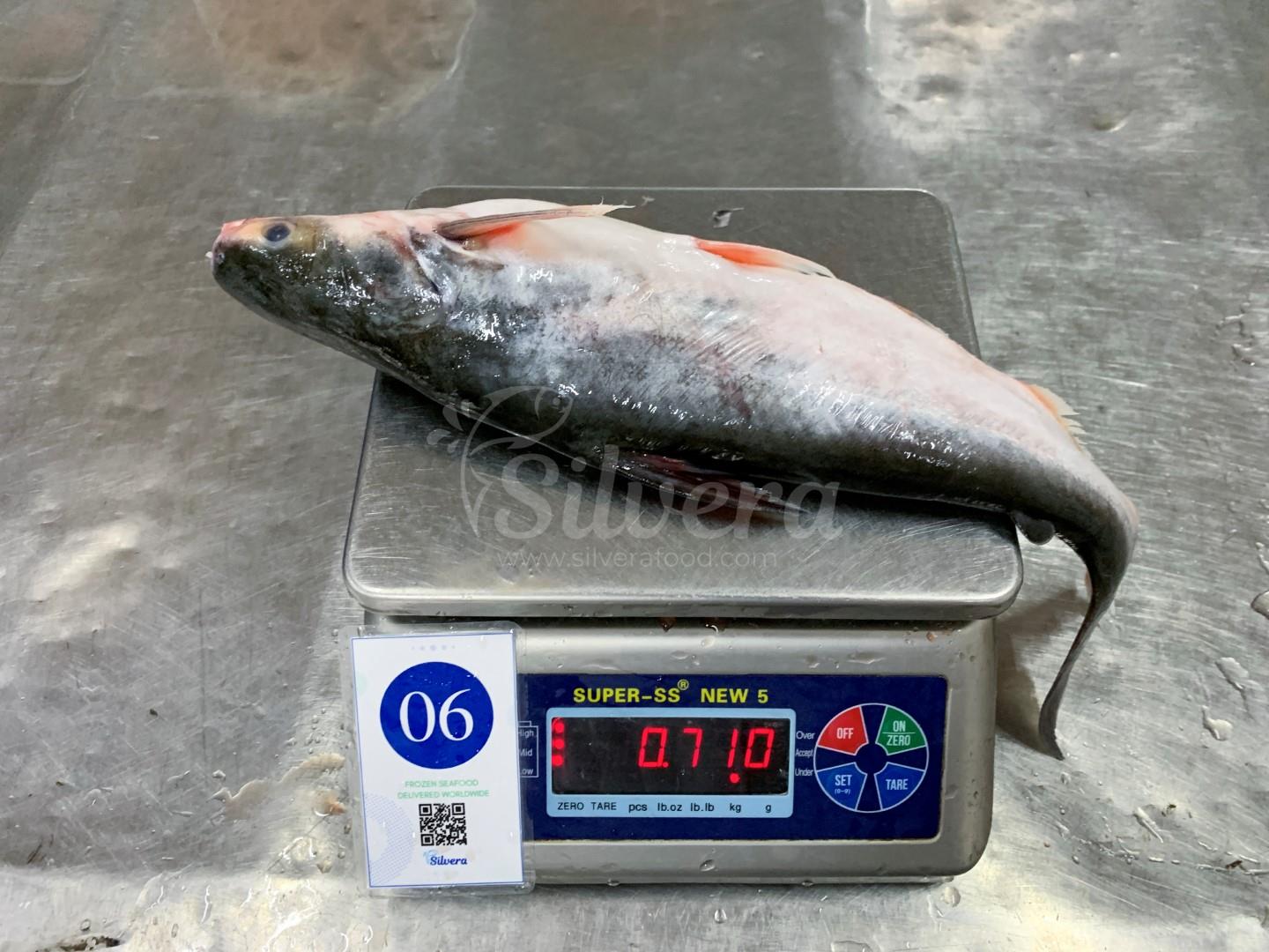 Whole round pangasius size 500-800 g/ pc