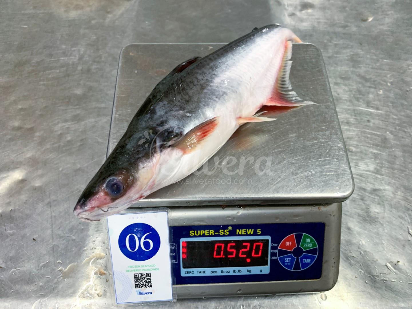 Whole round pangasius size 500-800 g/ pc