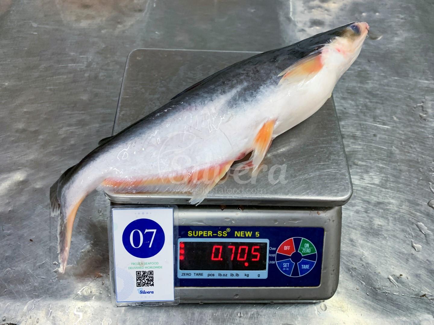 Whole round pangasius size 500-800 g/ pc