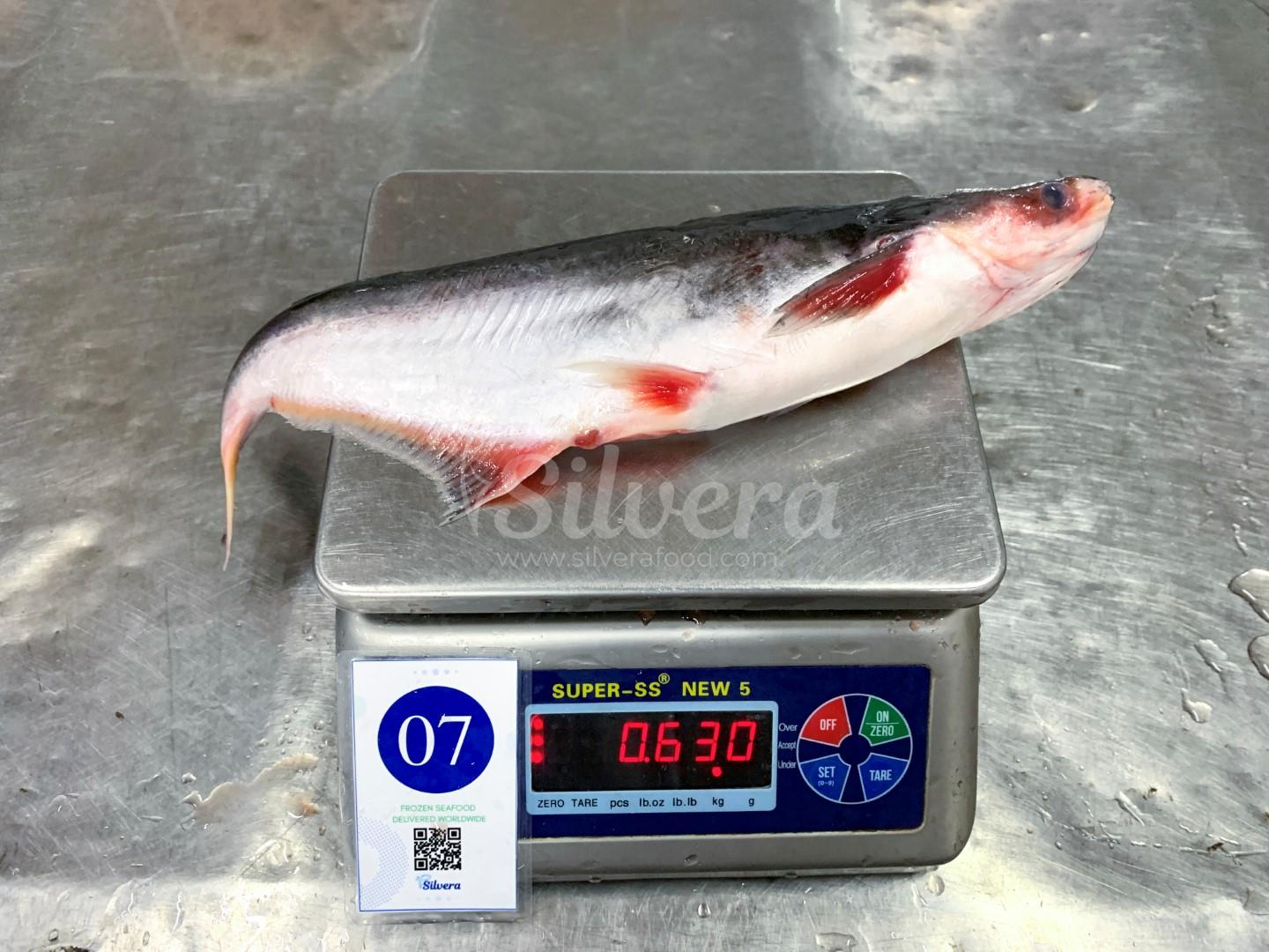 Whole round pangasius size 500-800 g/ pc