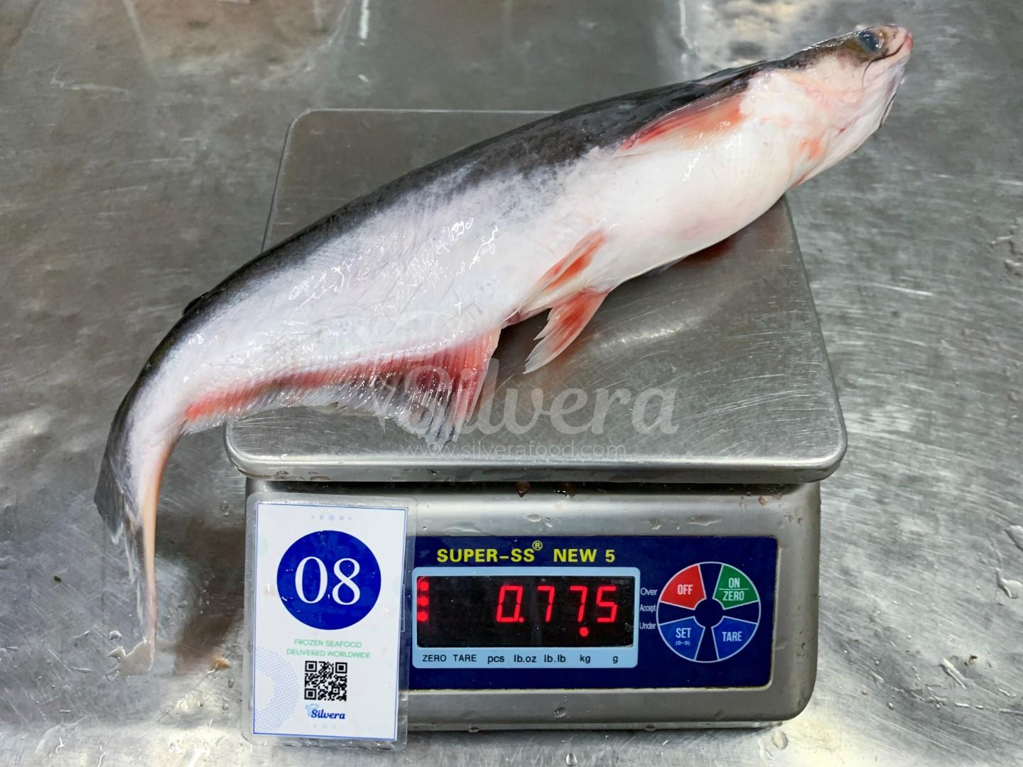 Whole round pangasius size 500-800 g/ pc