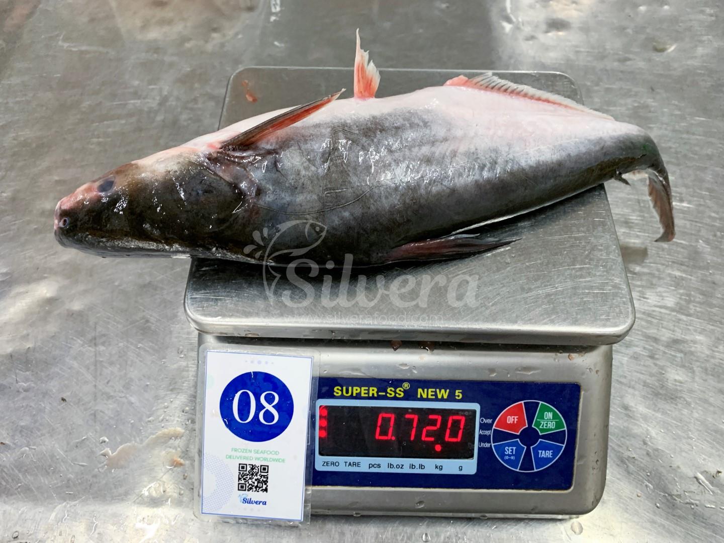 Whole round pangasius size 500-800 g/ pc