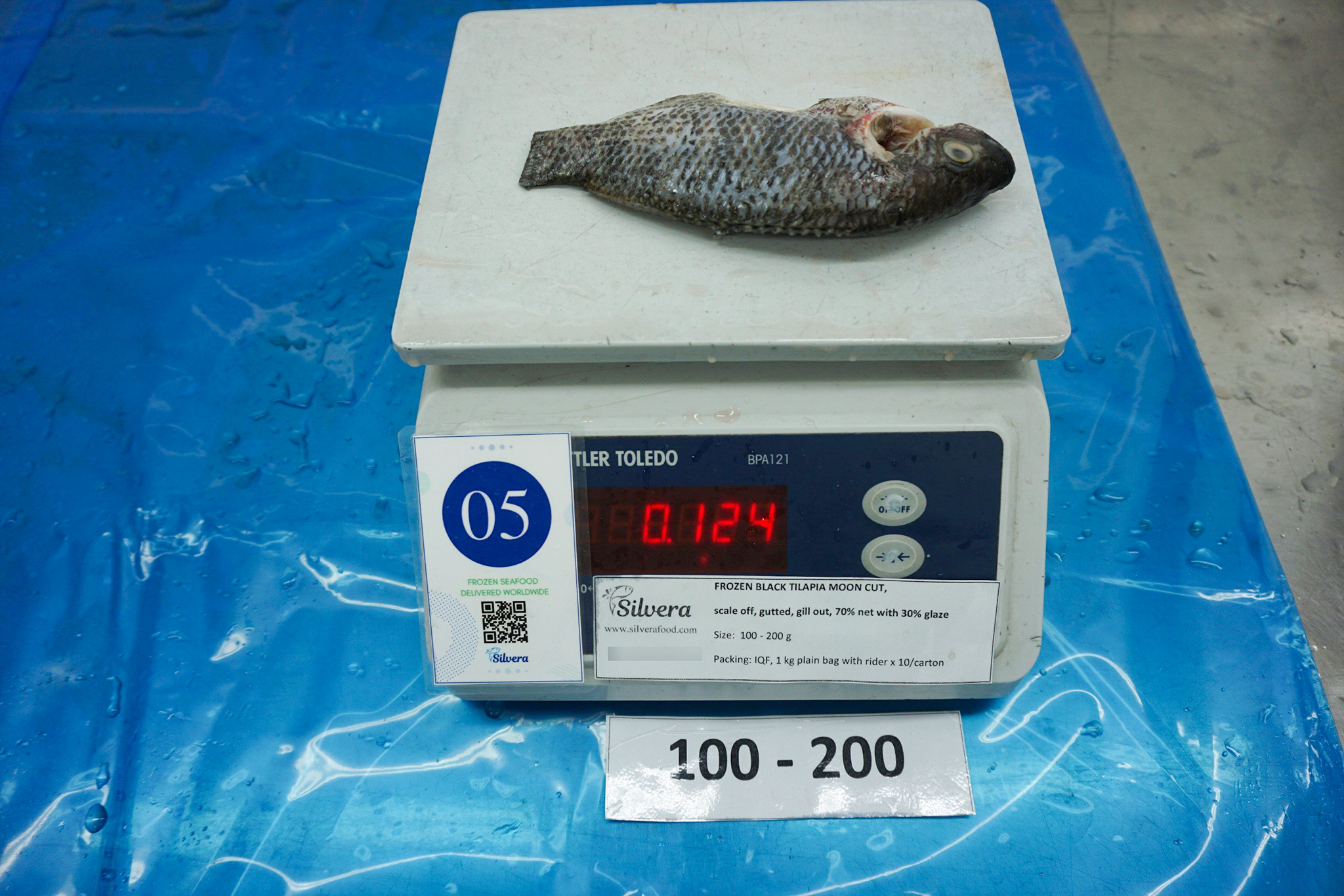 Tilapia moon-cut size 100-200