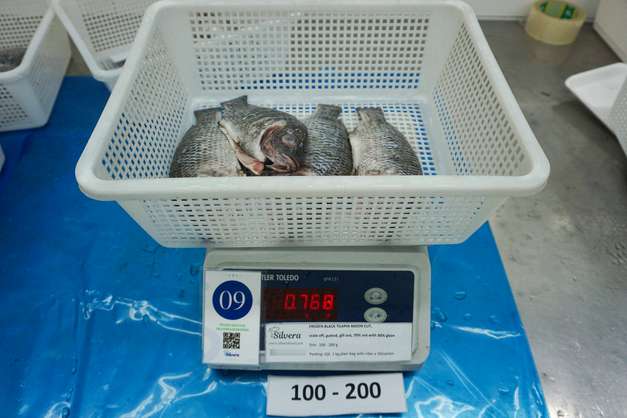 Drained net weight tilapia moon-cut 