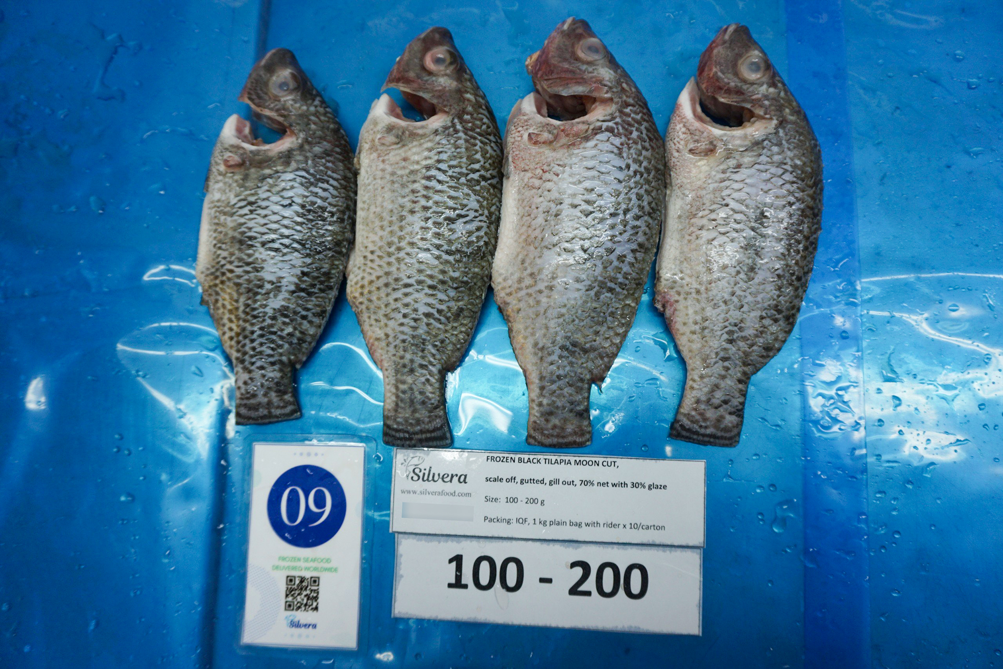 Defrosted tilapia moon-cut 100-200