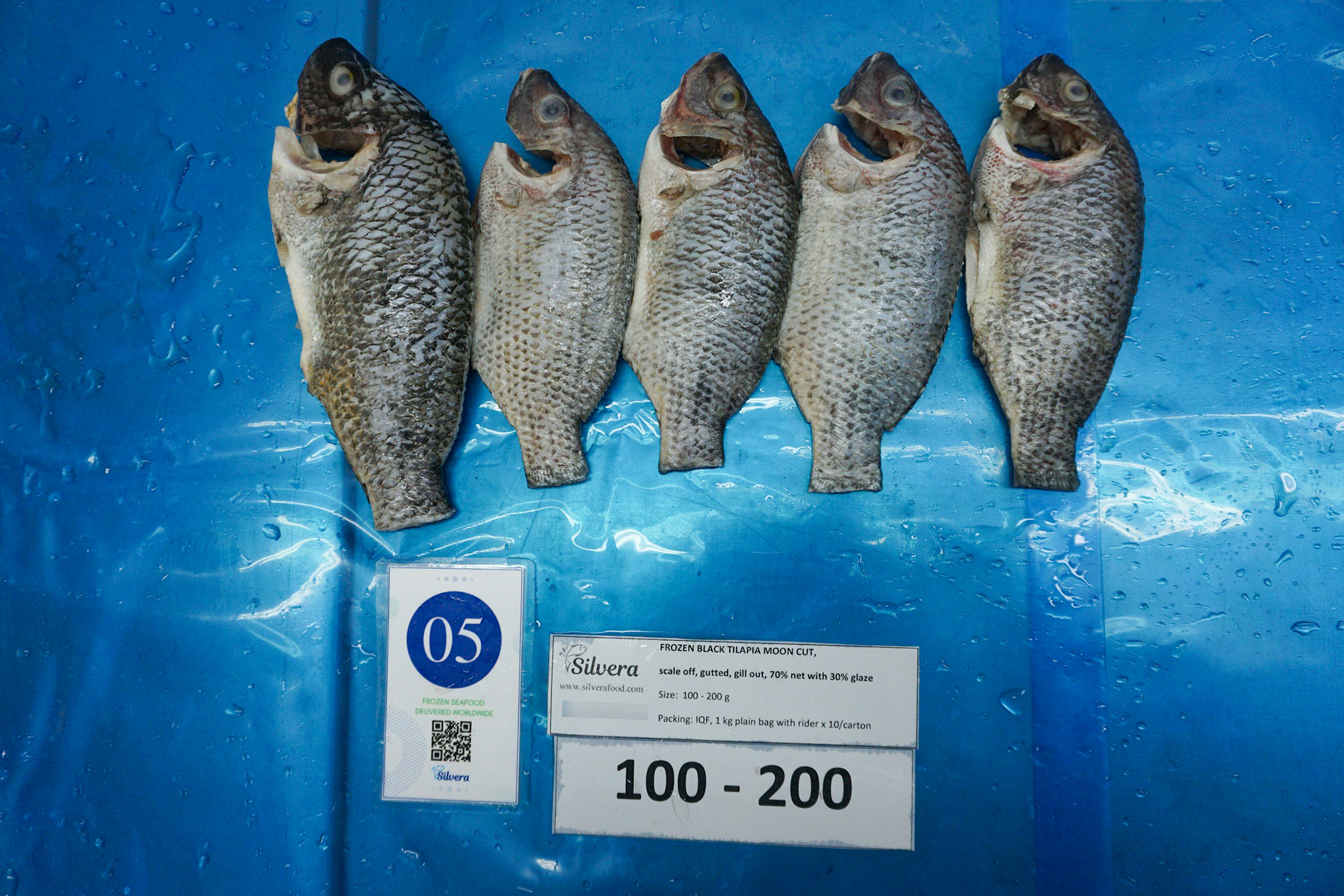 Defrosted black tilapia moon-cut size 100-200