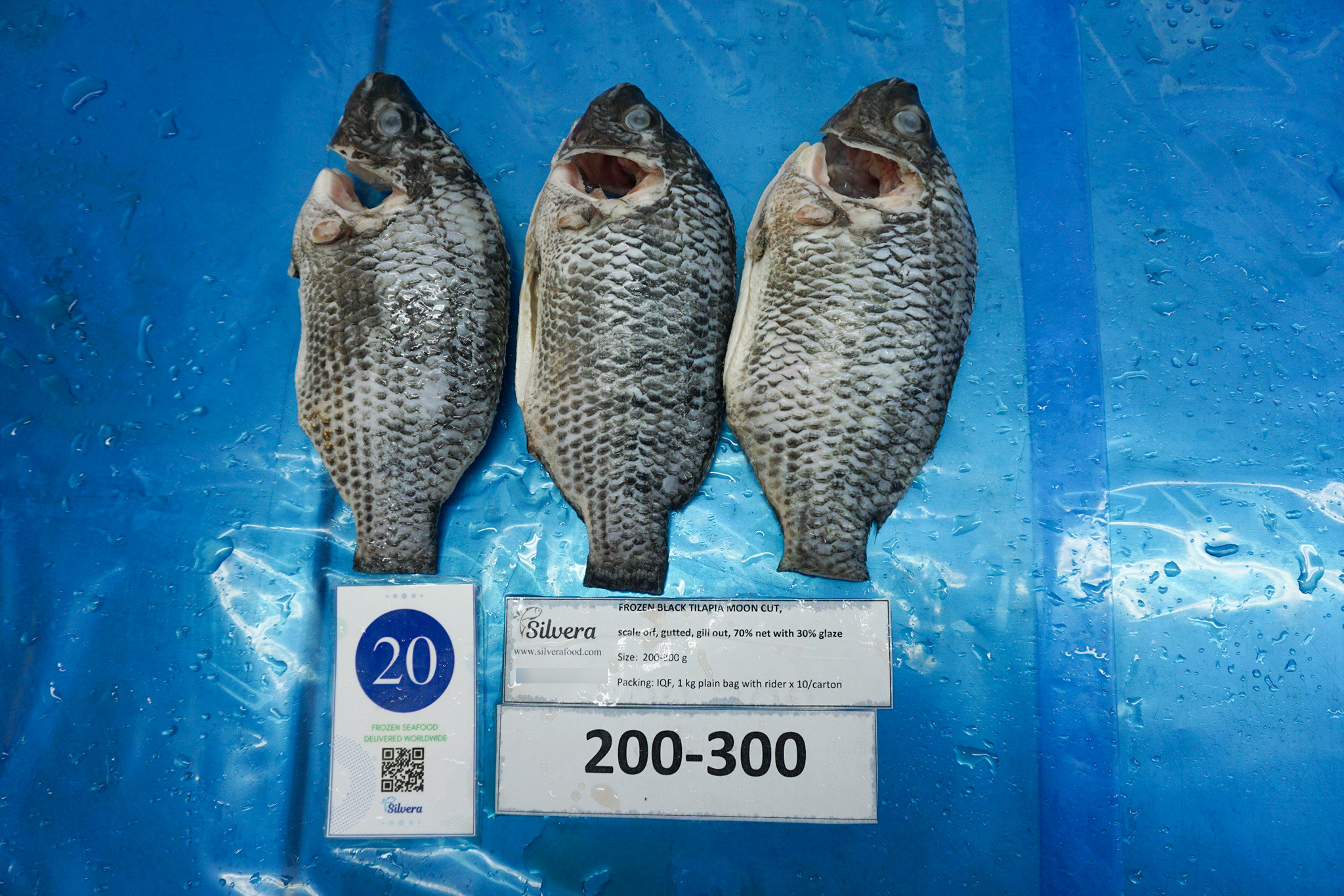 Defrosted tilapia moon-cut 100-200