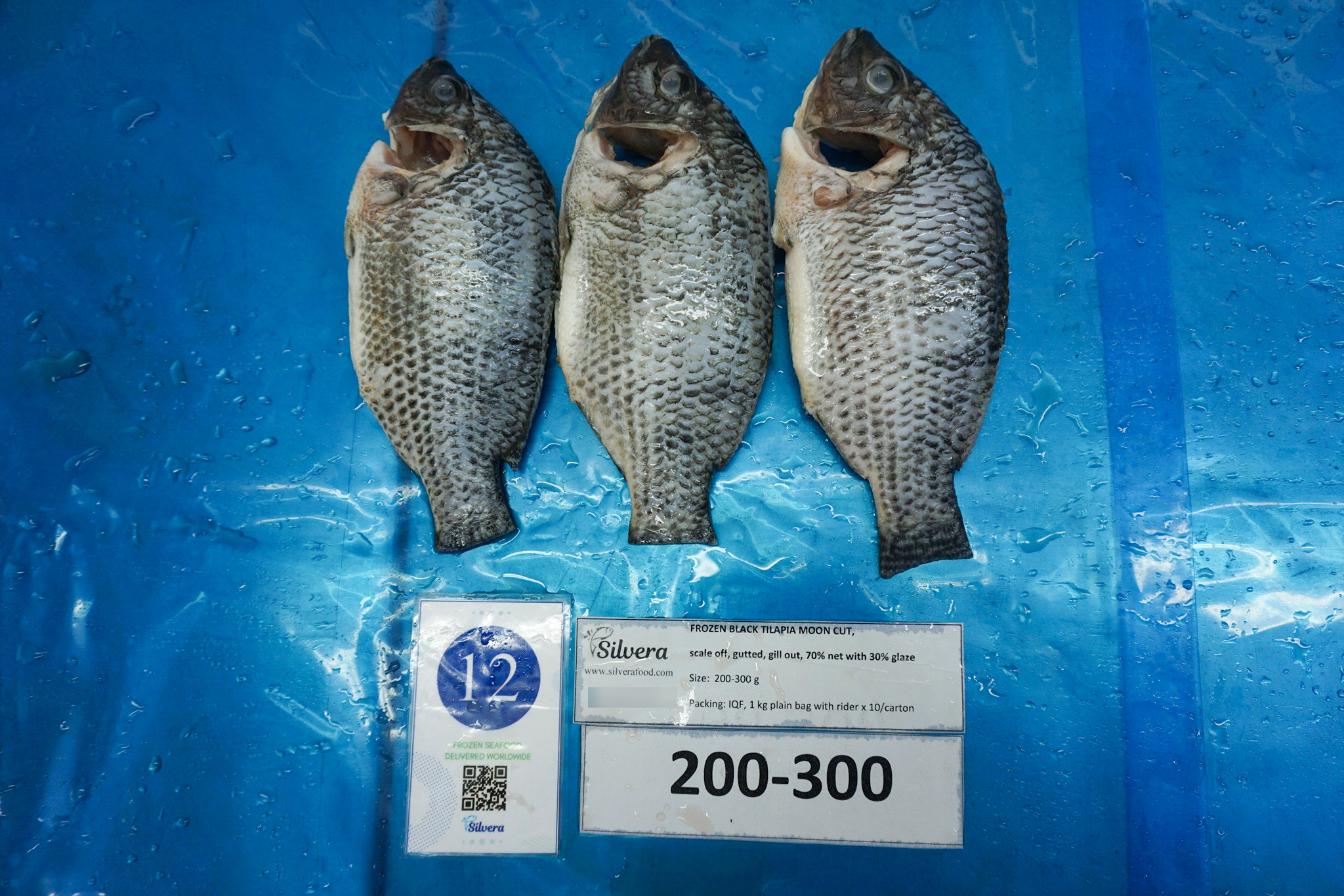 Defrosted black tilapia moon-cut size 200-300
