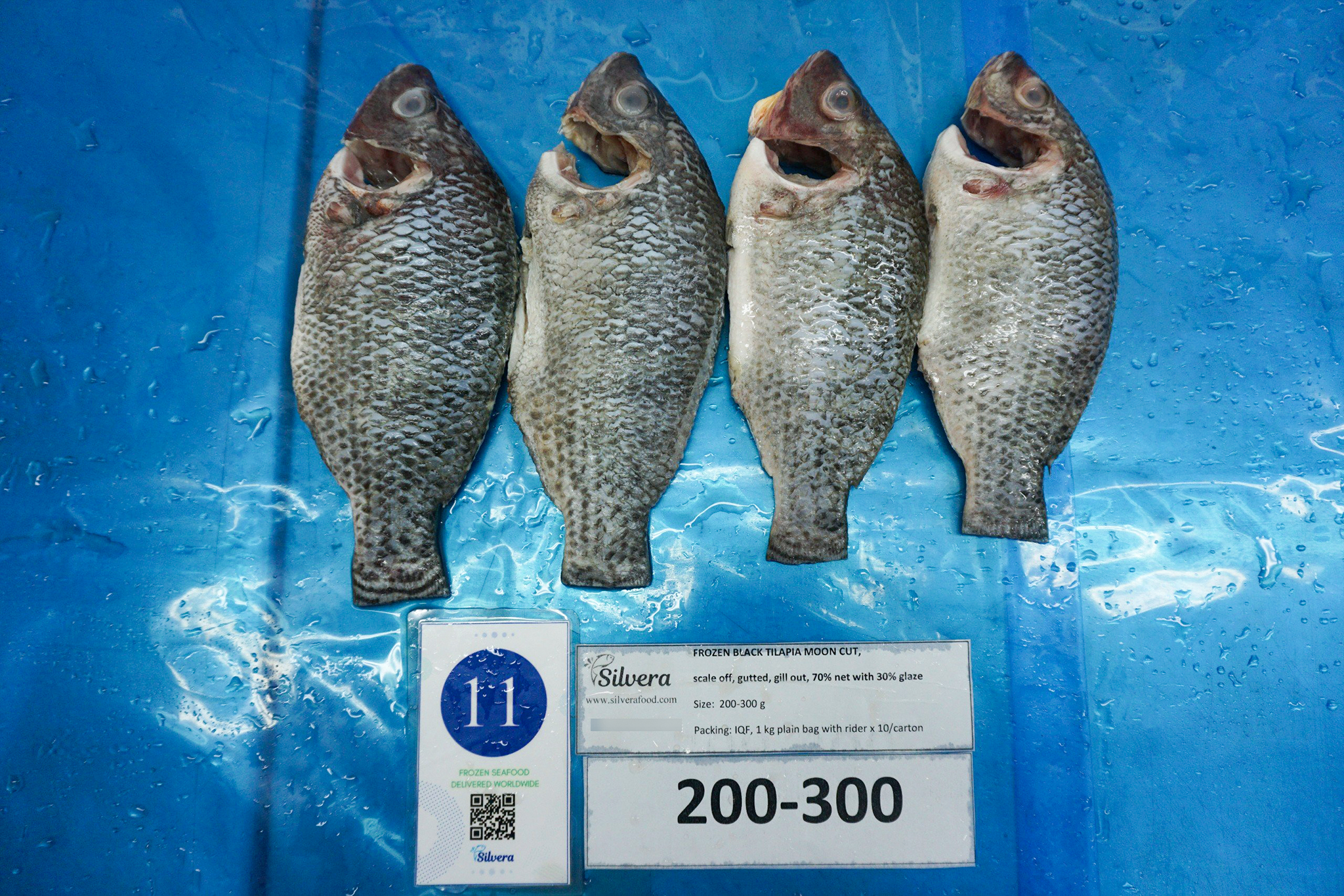 Defrosted black tilapia moon-cut size 200-300