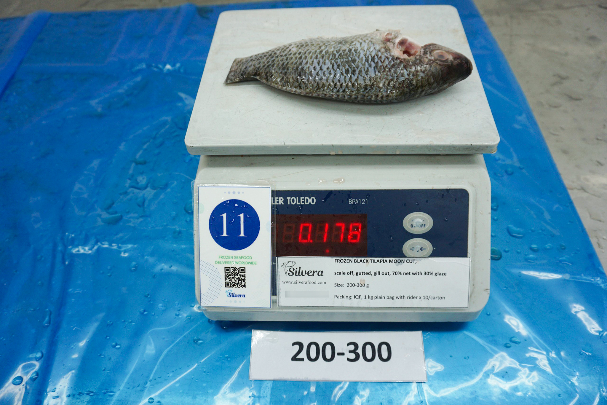 Tilapia moon-cut size 200-300