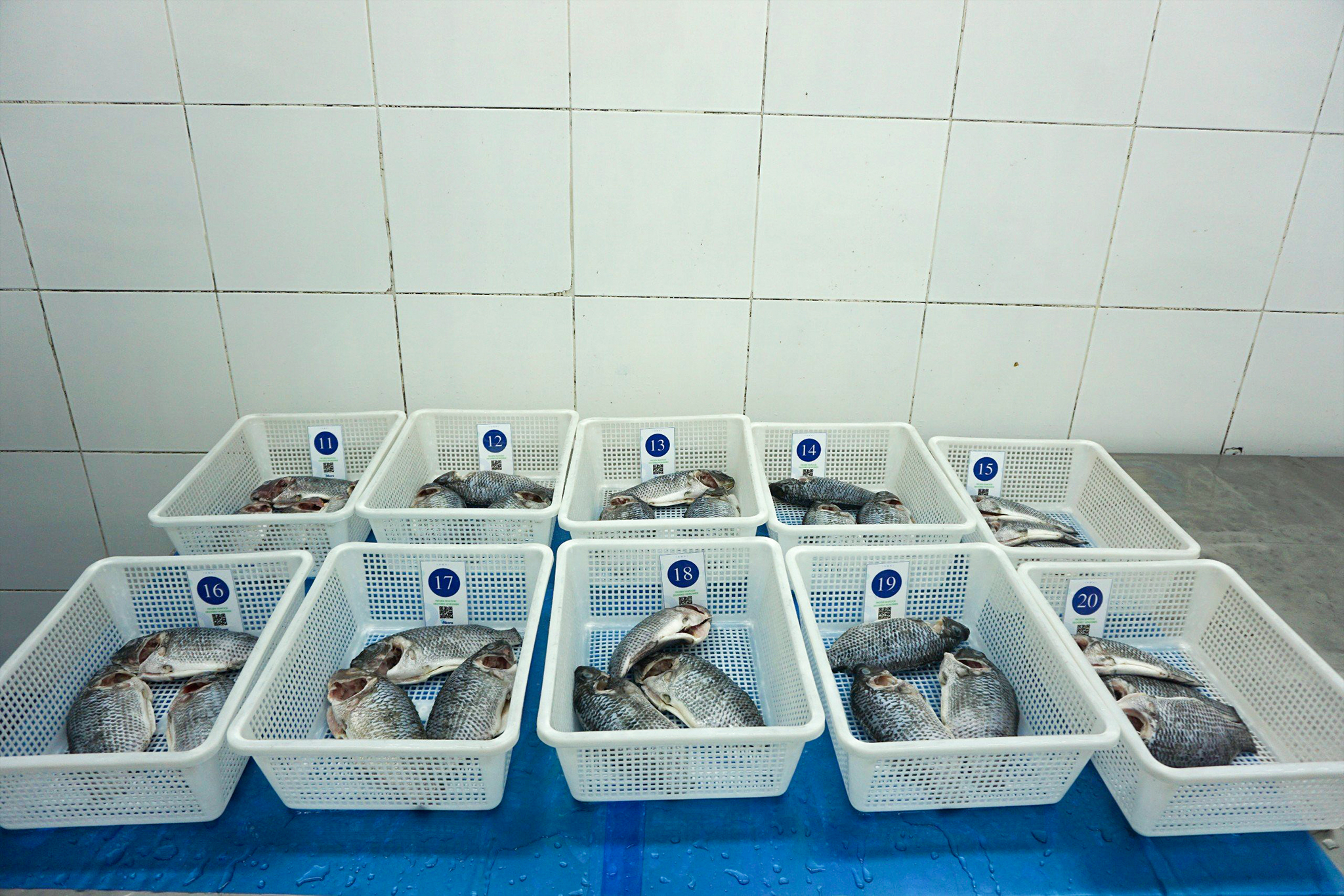 Defrosted tilapia moon-cut