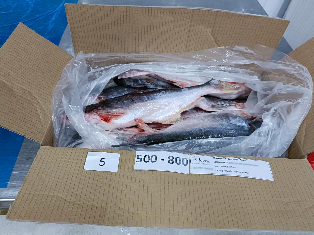 Master carton of pangasius whole round