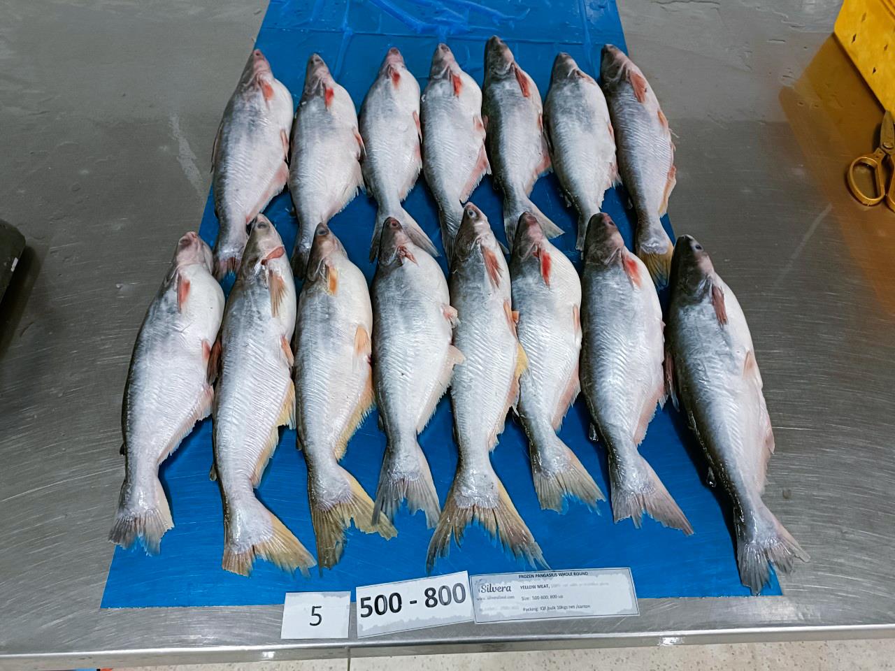 Defrosted pangasius whole round