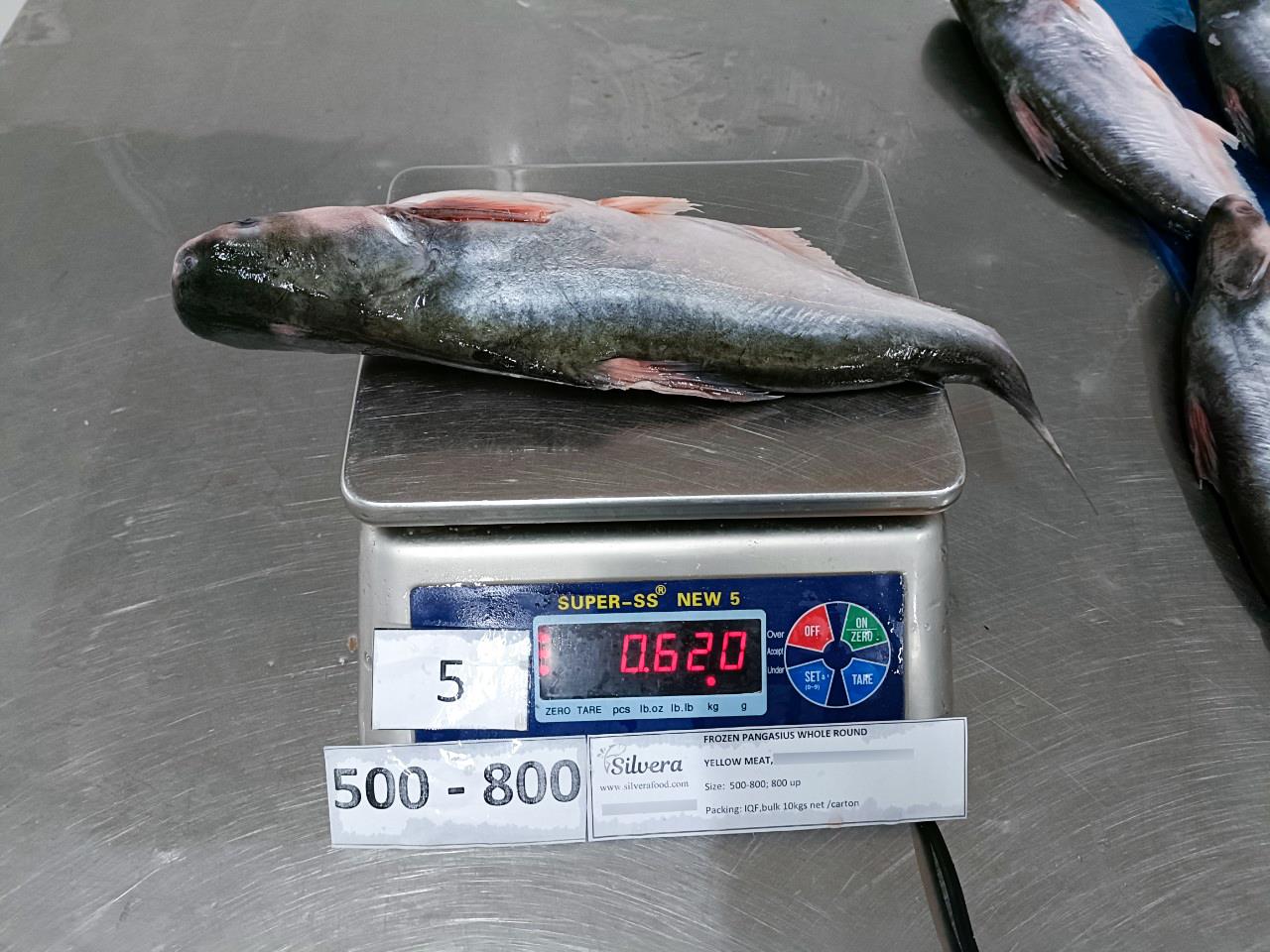 Pangasius whole round 500-800